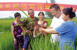 田頭科普滅蟲害 農(nóng)業(yè)病蟲害防治活動(dòng)紀(jì)實(shí)