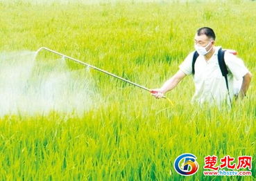 隨縣農科所深入田間指導 科學防治助力農業豐收