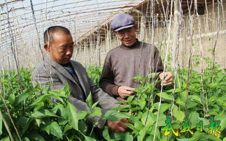 涼州區(qū)農(nóng)技人員深入田間，科技助力病蟲(chóng)害防治